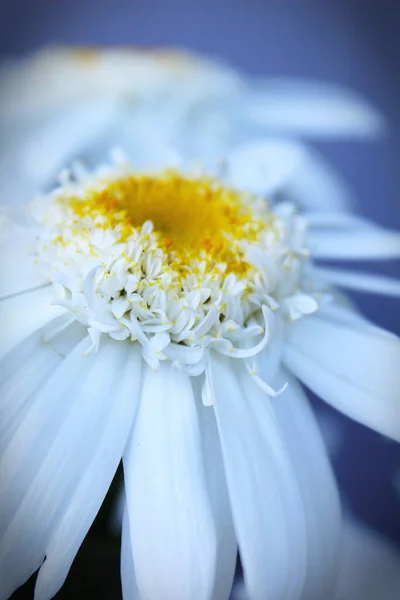 Big Daisy Magnifying Photo White Daisy Yellow Daisy Chamomile Summer —  Fotos de Stock