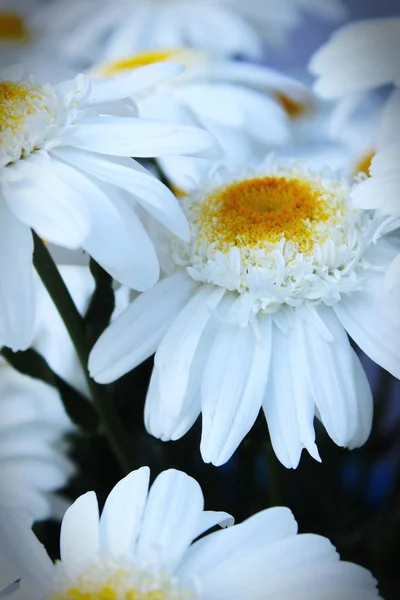 Big Daisy Magnifying Photo White Daisy Yellow Daisy Chamomile Summer — Fotografia de Stock