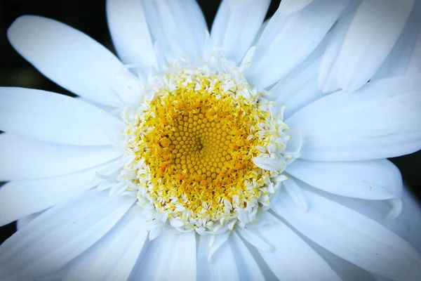 Big Daisy Magnifying Photo White Daisy Yellow Daisy Chamomile Summer — Stock fotografie