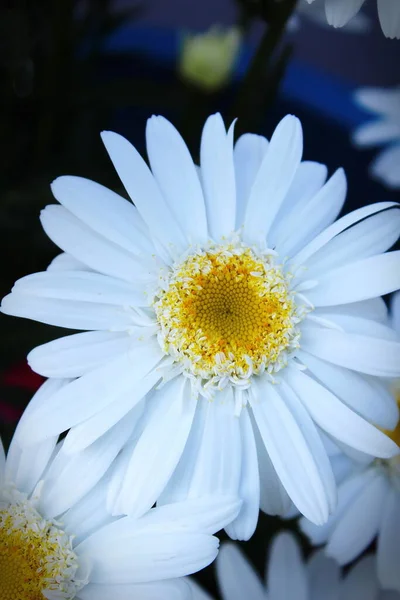 Big Daisy Magnifying Photo White Daisy Yellow Daisy Chamomile Summer — ストック写真