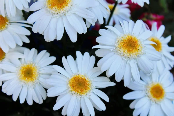 Big Daisy Magnifying Photo White Daisy Yellow Daisy Chamomile Summer — Foto de Stock