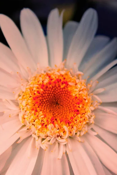 Gran Canaria Flóra Argyranthemum Marguerite Százszorszép Endemikus Kanári Szigeteken — Stock Fotó