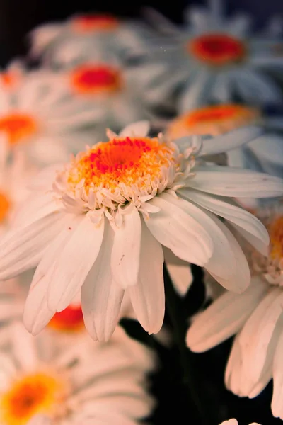 Flora Gran Canaria Argyranthemum Marguerite Daisy Endemic Canary Islands — Stock Photo, Image