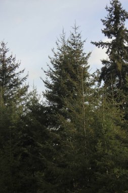 Mavi gökyüzüne karşı büyük bir çam ağacı.