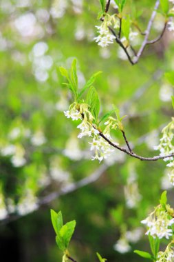 osoberry ya da Oemleria cerasiforis, Kuzey Amerika 'da yetişen beyaz çiçekli bir ağaçtır..