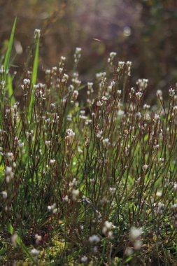 Yol kenarında küçük çiçekler ve arka planda güneş ışığı..