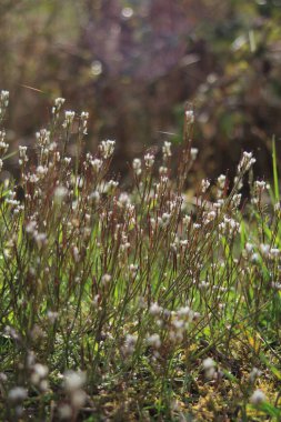 Yol kenarında küçük çiçekler ve arka planda güneş ışığı..