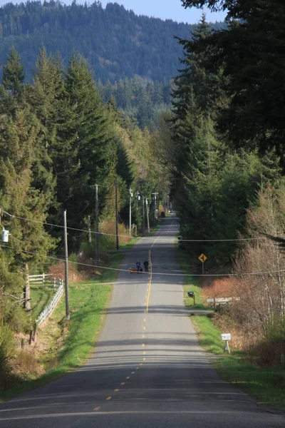 Uma Estrada Rural Washington Com Pinheiros Tarde Com Altas Montanhas — Fotografia de Stock