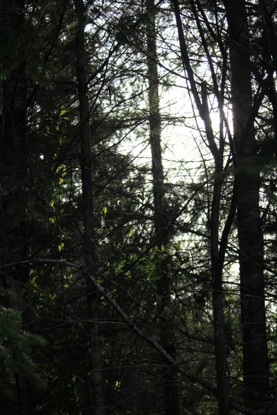 Stromy Lese Světlem Pozadí — Stock fotografie