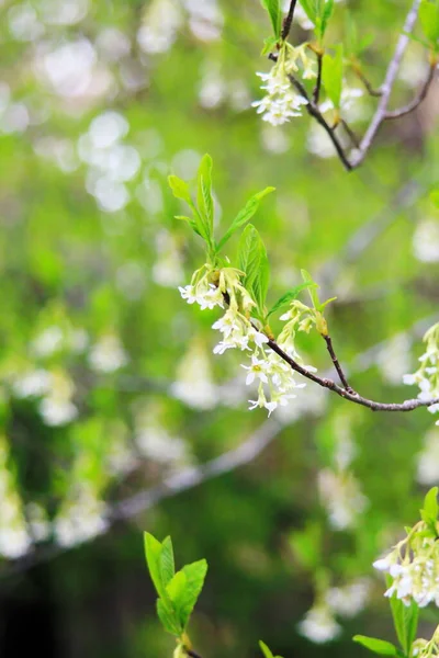 Osoberry Oemleria Cerasiformis White Flowering White Flowered North American Native — 图库照片