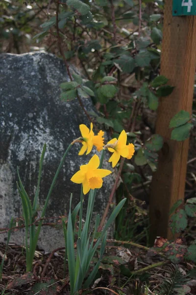 Yellow Daffodils Blooming Morning — стоковое фото