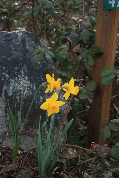 Yellow Daffodils Blooming Morning — стоковое фото