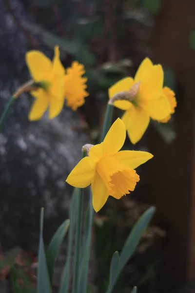 Yellow Daffodils Blooming Morning — Fotografia de Stock