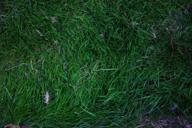 Biraz ot ve ölü çimen, üst görünüm, doku, yeşil çimenler, aşırı büyümüş çimenler....