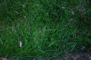 Biraz ot ve ölü çimen, üst görünüm, doku, yeşil çimenler, aşırı büyümüş çimenler....