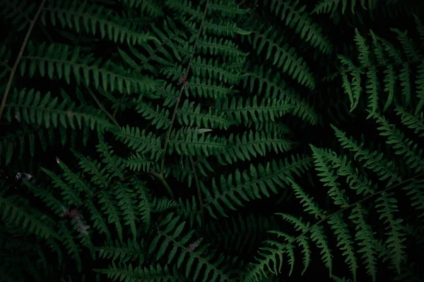 Фон Тропічні Дерева Темно Зелені Шпалери Темно Зелений Фон Лісу — стокове фото