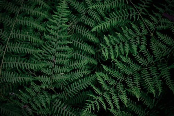 Hintergrund Tropische Bäume Dunkelgrüne Farntapete Dunkelgrüne Waldbaumkulisse — Stockfoto