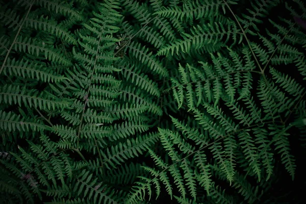 Háttér Trópusi Fák Sötétzöld Páfrány Tapéta Sötétzöld Erdő Háttér — Stock Fotó