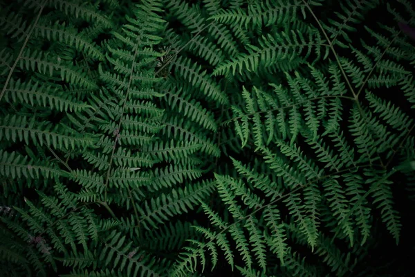 Background Tropical Trees Dark Green Fern Wallpaper Dark Green Forest — Φωτογραφία Αρχείου