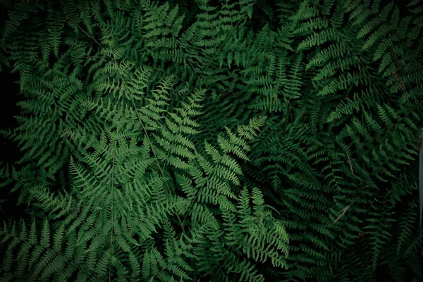 Background Tropical Trees Dark Green Fern Wallpaper Dark Green Forest — Stok Foto