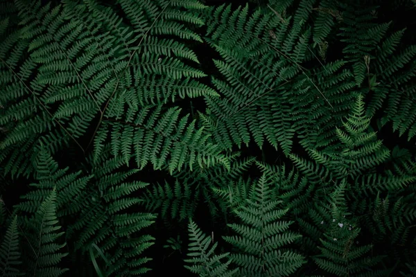 Background Tropical Trees Dark Green Fern Wallpaper Dark Green Forest —  Fotos de Stock