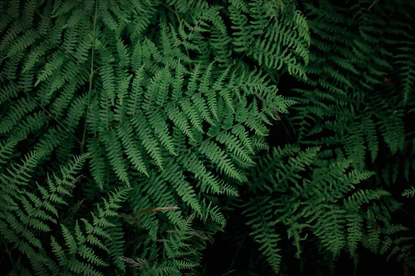 Fundo Árvores Tropicais Papel Parede Samambaia Verde Escuro Verde Escuro — Fotografia de Stock