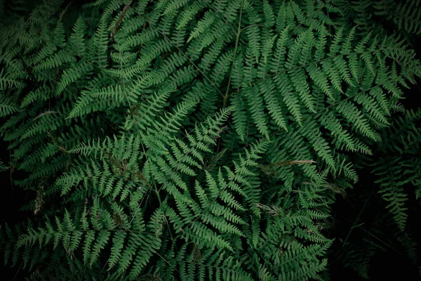 Background Tropical Trees Dark Green Fern Wallpaper Dark Green Forest — Φωτογραφία Αρχείου