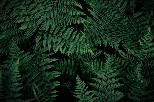 Background Tropical Trees Dark Green Fern Wallpaper Dark Green Forest — Stockfoto