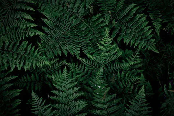 Background Tropical Trees Dark Green Fern Wallpaper Dark Green Forest — Foto Stock