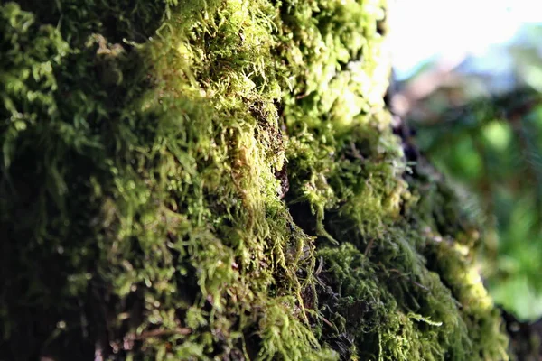 Musgo Verde Crece Los Árboles Húmedos — Foto de Stock