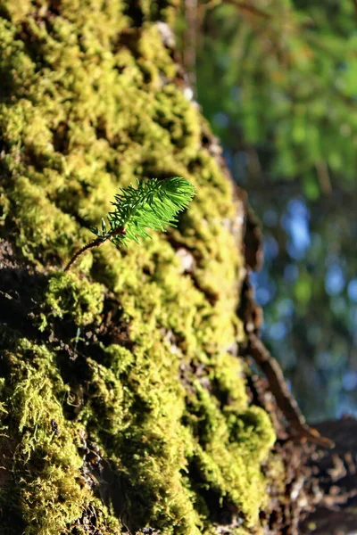 Musgo Verde Crece Los Árboles Húmedos — Foto de Stock