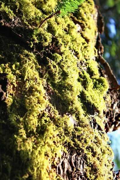 Зеленый Мох Растет Влажных Деревьях — стоковое фото