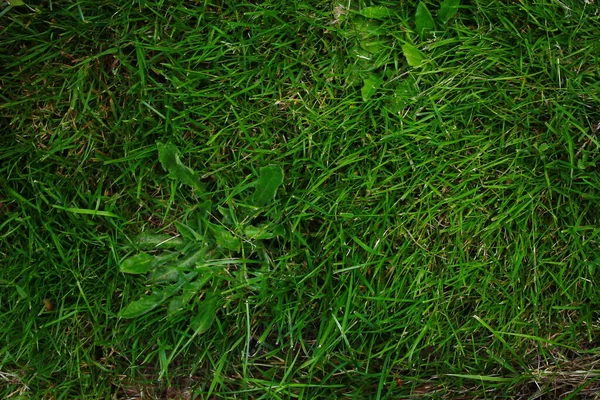 Overgrown Lawn Background Some Weeds Dead Grass Top View Texture — Stock Photo, Image