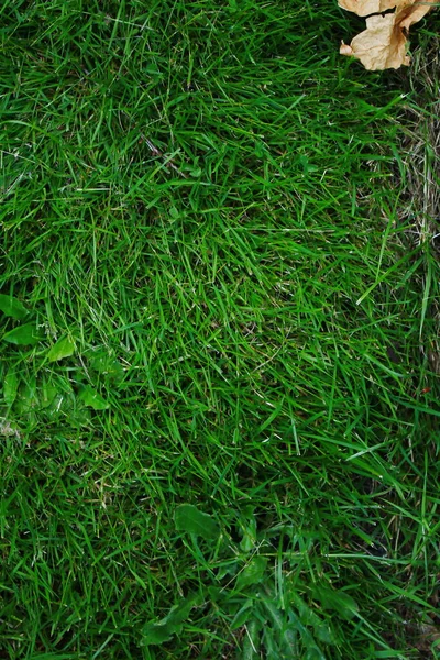 Overgrown Lawn Background Some Weeds Dead Grass Top View Texture — Stock Photo, Image