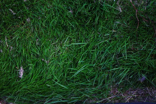 Overgrown lawn background with some weeds and dead grass, top view, texture, green grass, overgrown grass.