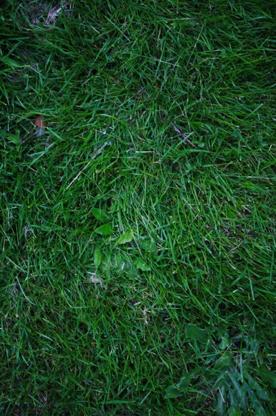 Overgrown Lawn Background Some Weeds Dead Grass Top View Texture — Stock Photo, Image