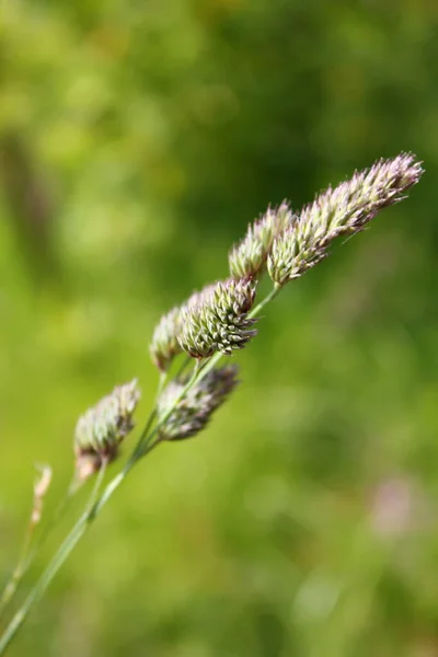 Gras Bloemen Tegen Een Wazig Achtergrond Van Groen Gras — Stockfoto