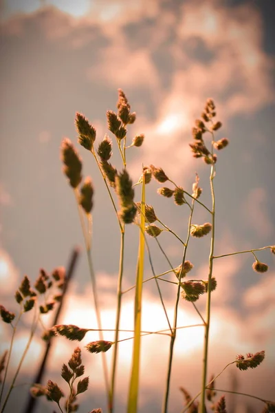 Grass Flowers Evening Background Sky Red Tones — Stock Photo, Image