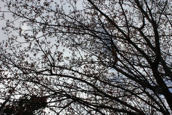 Black Branches White Sky Had Few Leaves Early Spring Scary — Photo