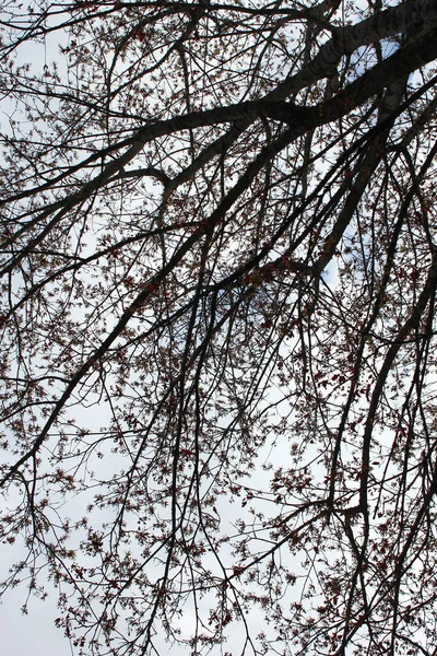 Black Branches White Sky Had Few Leaves Early Spring Scary — Foto Stock