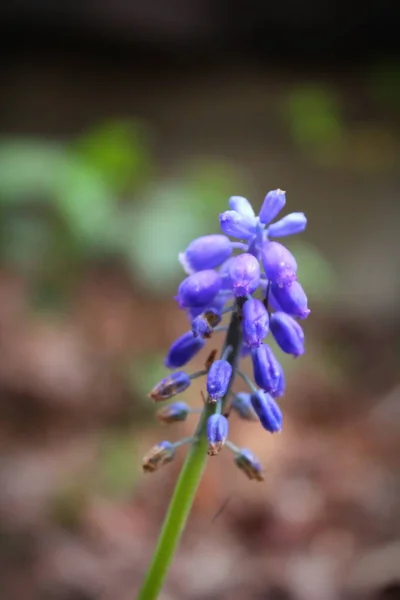 Grape Hyacinths Muscari Armeniacum Purple Flowers Grow Ground North America — стоковое фото