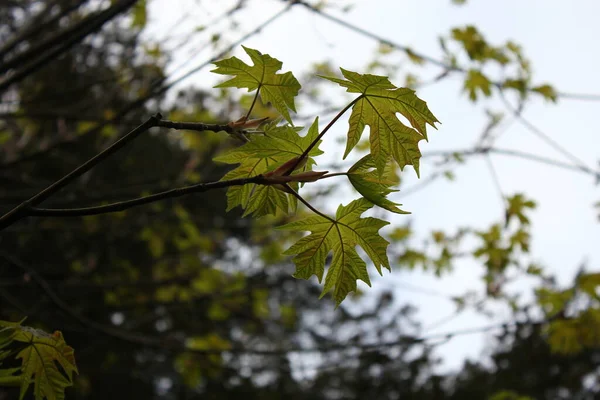 Yeşil Akçaağaç Yaprakları Baharın Başlarında Çıkar — Stok fotoğraf