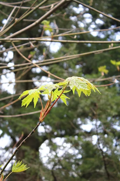 Green Maple Leaves Come Out Early Spring — 스톡 사진