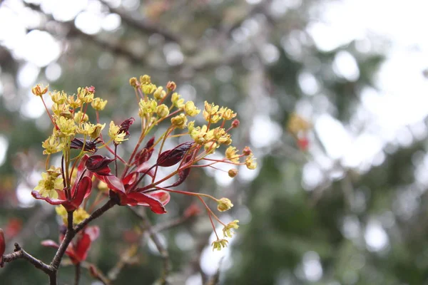 Beautiful Spring Time Floral Background Red Maple Tree Branch Leaves —  Fotos de Stock