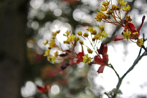 Beautiful Spring Time Floral Background Red Maple Tree Branch Leaves — Stockfoto