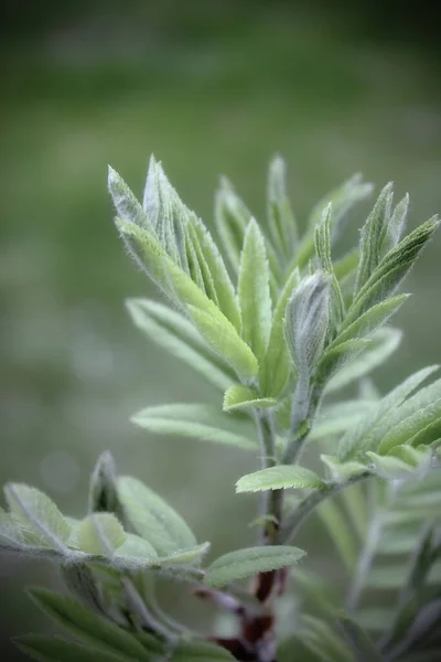 Green Leaves Leaf Out Springtime — Stockfoto