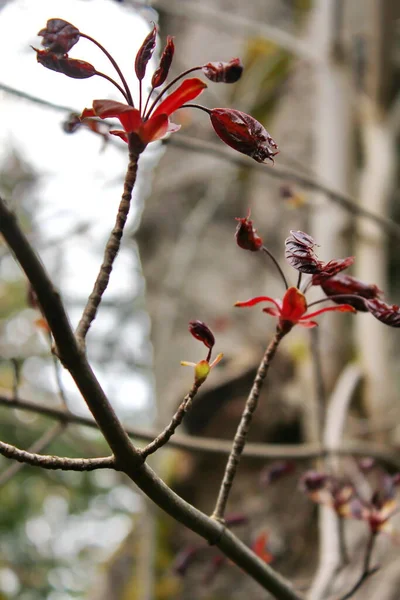 Beautiful Spring Time Flower Background Red Color — 스톡 사진