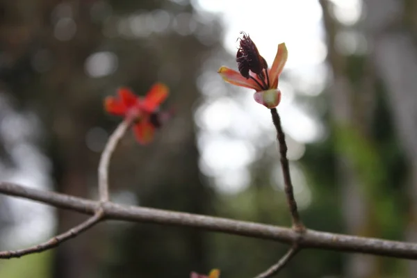 Beautiful Spring Time Flower Background Red Color —  Fotos de Stock