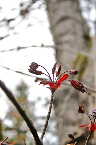 Kırmızı Renkli Güzel Bahar Çiçeği Arkaplanı — Stok fotoğraf