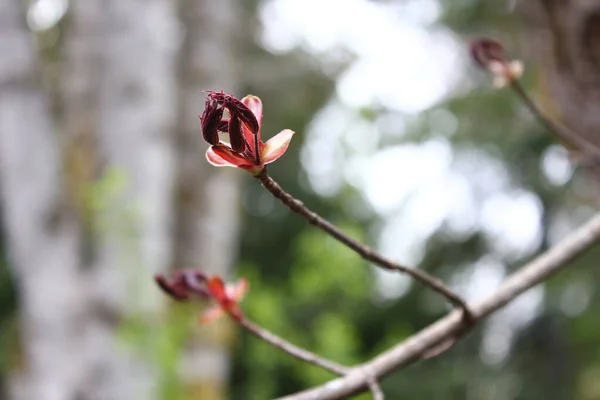 Beautiful Spring Time Flower Background Red Color —  Fotos de Stock